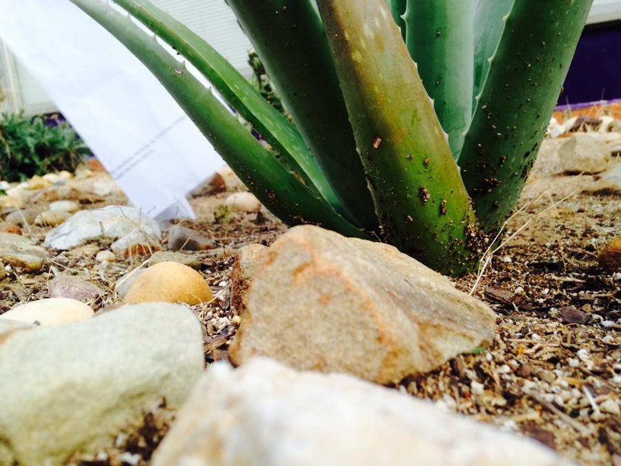 Over the past year and half, Student Council has dedicated time and effort into preserving the hidden garden.
