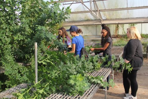 In September, students remove overgrown vines during the greenhouse restoration.  The project coordinated student organizations, individuals and local community groups.